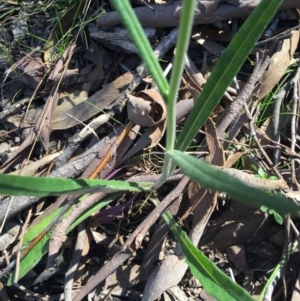 Senecio quadridentatus at Acton, ACT - 28 Sep 2015 11:45 AM