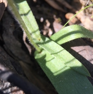 Glossodia major at Point 5363 - suppressed