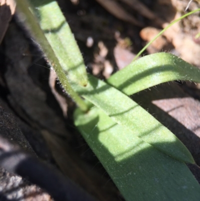 Glossodia major (Wax Lip Orchid) at Molonglo Valley, ACT - 28 Sep 2015 by AaronClausen