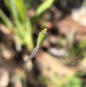 Glossodia major at Point 5363 - suppressed