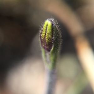 Glossodia major at Point 5363 - suppressed