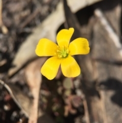 Oxalis sp. (Wood Sorrel) at Acton, ACT - 28 Sep 2015 by AaronClausen