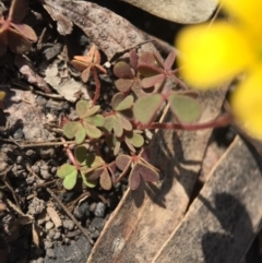 Oxalis sp. at Point 5363 - 28 Sep 2015