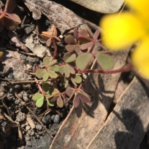 Oxalis sp. at Point 5363 - 28 Sep 2015