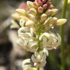 Stackhousia monogyna (Creamy Candles) at Point 5363 - 28 Sep 2015 by AaronClausen