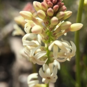 Stackhousia monogyna at Point 5363 - 28 Sep 2015 11:52 AM