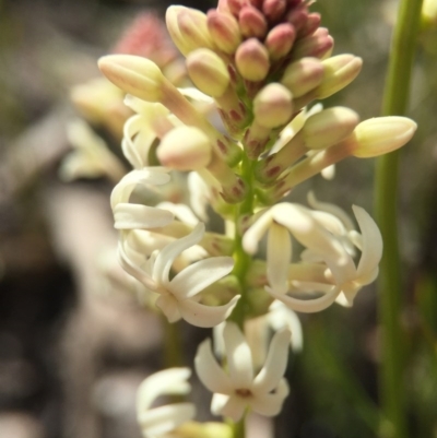 Stackhousia monogyna (Creamy Candles) at Acton, ACT - 28 Sep 2015 by AaronClausen