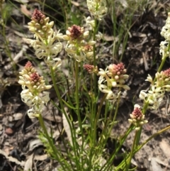 Stackhousia monogyna at Point 5363 - 28 Sep 2015