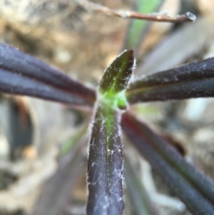 Coronidium oxylepis subsp. lanatum at Acton, ACT - 28 Sep 2015 11:59 AM