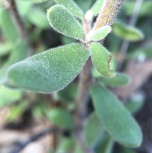 Persoonia rigida at Point 5215 - 28 Sep 2015 12:01 PM