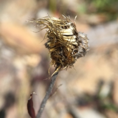 Coronidium oxylepis subsp. lanatum (Woolly Pointed Everlasting) at Acton, ACT - 28 Sep 2015 by AaronClausen