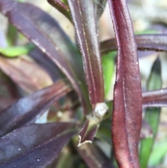 Coronidium oxylepis subsp. lanatum at Point 5215 - 28 Sep 2015