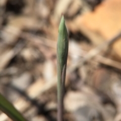 Thelymitra sp. (A Sun Orchid) at Canberra Central, ACT - 28 Sep 2015 by AaronClausen