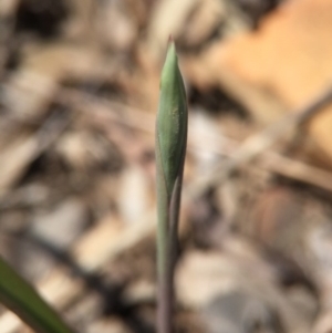 Thelymitra sp. at Canberra Central, ACT - suppressed