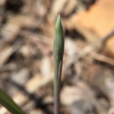 Thelymitra sp. (A Sun Orchid) at Canberra Central, ACT - 28 Sep 2015 by AaronClausen