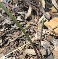 Thelymitra sp. at Canberra Central, ACT - suppressed