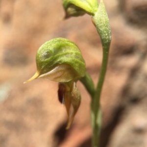 Oligochaetochilus aciculiformis at Canberra Central, ACT - suppressed