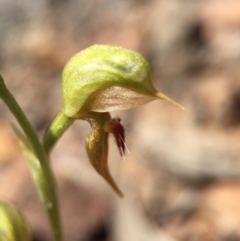 Oligochaetochilus aciculiformis at Canberra Central, ACT - suppressed