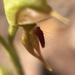 Oligochaetochilus aciculiformis at Canberra Central, ACT - suppressed