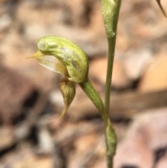 Oligochaetochilus aciculiformis at Canberra Central, ACT - suppressed