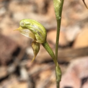 Oligochaetochilus aciculiformis at Canberra Central, ACT - suppressed