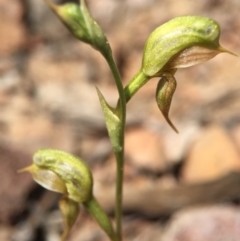 Oligochaetochilus aciculiformis at Canberra Central, ACT - suppressed