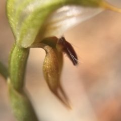 Oligochaetochilus aciculiformis (Needle-point rustyhood) at Canberra Central, ACT - 28 Sep 2015 by AaronClausen