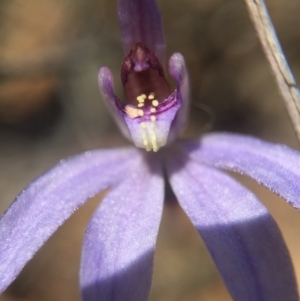 Cyanicula caerulea at Canberra Central, ACT - 28 Sep 2015