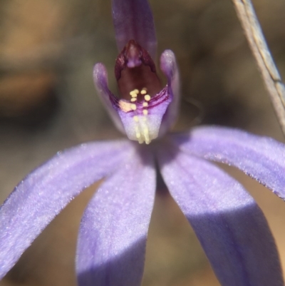 Cyanicula caerulea (Blue Fingers, Blue Fairies) at Canberra Central, ACT - 28 Sep 2015 by AaronClausen