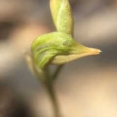 Oligochaetochilus aciculiformis (Needle-point rustyhood) at Canberra Central, ACT - 28 Sep 2015 by AaronClausen