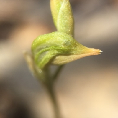 Oligochaetochilus aciculiformis (Needle-point rustyhood) at Canberra Central, ACT - 28 Sep 2015 by AaronClausen