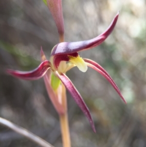 Lyperanthus suaveolens at Canberra Central, ACT - suppressed