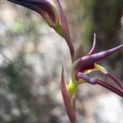 Lyperanthus suaveolens at Canberra Central, ACT - 28 Sep 2015