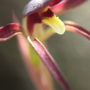 Lyperanthus suaveolens at Canberra Central, ACT - 28 Sep 2015