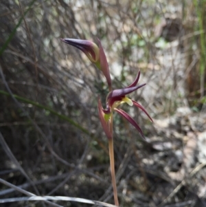 Lyperanthus suaveolens at Canberra Central, ACT - suppressed