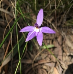 Glossodia major (Wax Lip Orchid) at Molonglo Valley, ACT - 28 Sep 2015 by AaronClausen