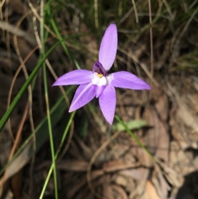 Glossodia major (Wax Lip Orchid) at Molonglo Valley, ACT - 28 Sep 2015 by AaronClausen