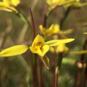 Diuris chryseopsis at Gungahlin, ACT - suppressed