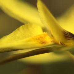 Diuris chryseopsis at Gungahlin, ACT - 28 Sep 2015