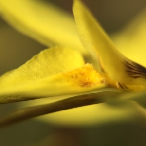 Diuris chryseopsis at Gungahlin, ACT - suppressed