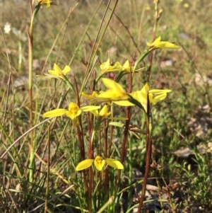 Diuris chryseopsis at Gungahlin, ACT - suppressed