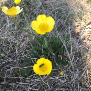 Ranunculus lappaceus at Gungahlin, ACT - 28 Sep 2015 07:26 PM