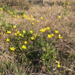 Ranunculus lappaceus at Gungahlin, ACT - 28 Sep 2015