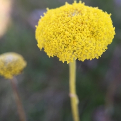 Craspedia variabilis (Common Billy Buttons) at Gungahlin, ACT - 28 Sep 2015 by JasonC