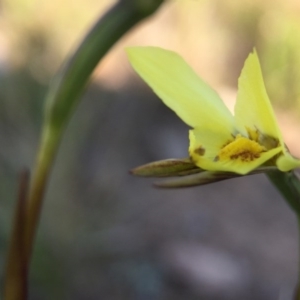 Diuris chryseopsis at Gungahlin, ACT - 28 Sep 2015