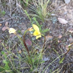 Diuris chryseopsis at Gungahlin, ACT - 28 Sep 2015