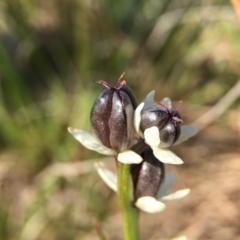 Wurmbea dioica subsp. dioica (Early Nancy) at Gungahlin, ACT - 28 Sep 2015 by JasonC