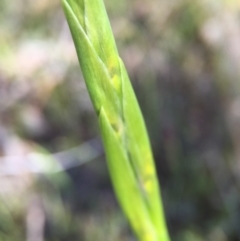 Diuris sp. (A Donkey Orchid) at Gungahlin, ACT - 28 Sep 2015 by JasonC