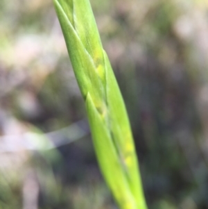 Diuris sp. at Gungahlin, ACT - suppressed