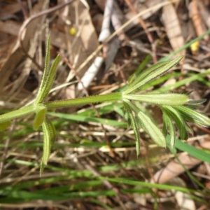 Galium aparine at Aranda, ACT - 25 Sep 2015